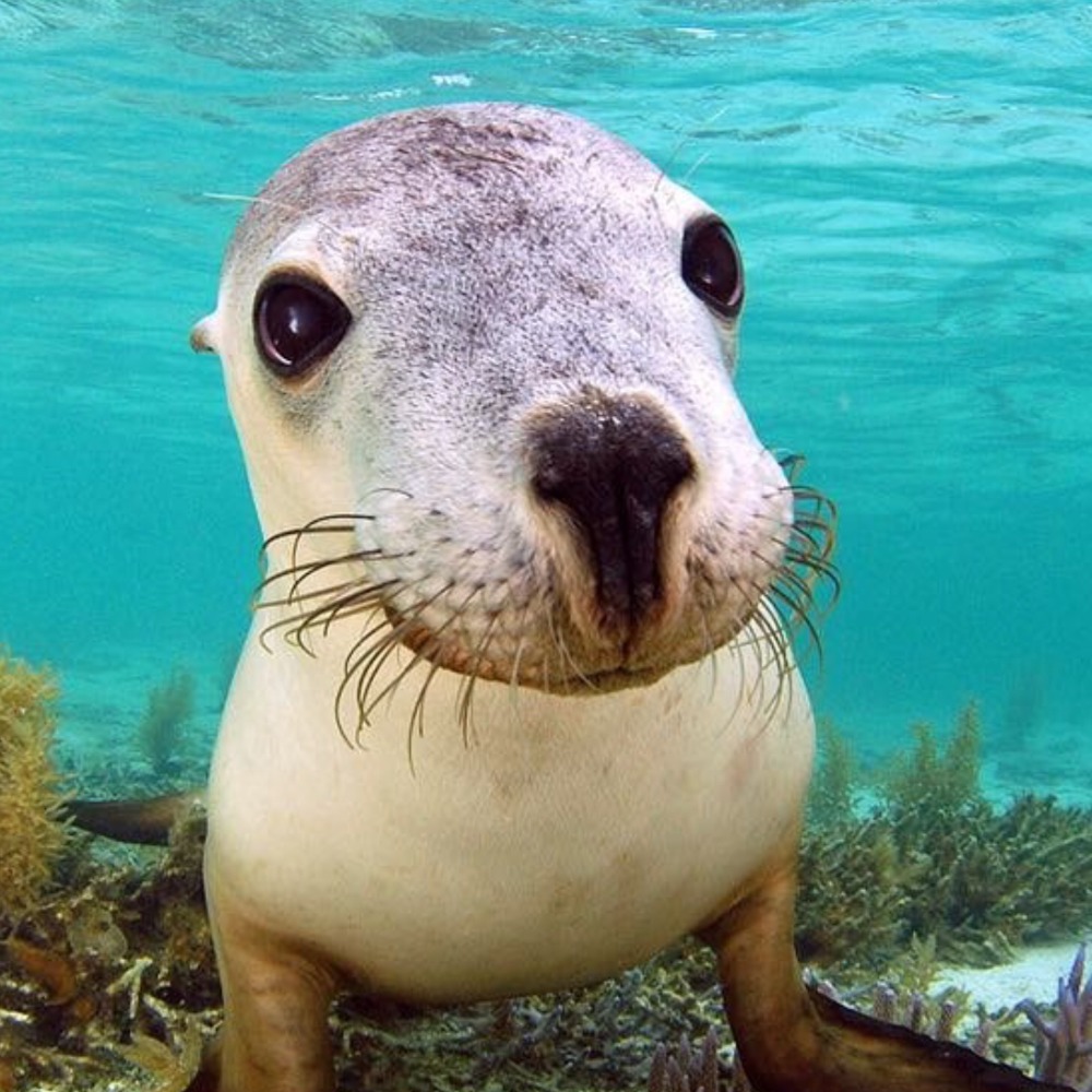 Meet your Posher, Diane